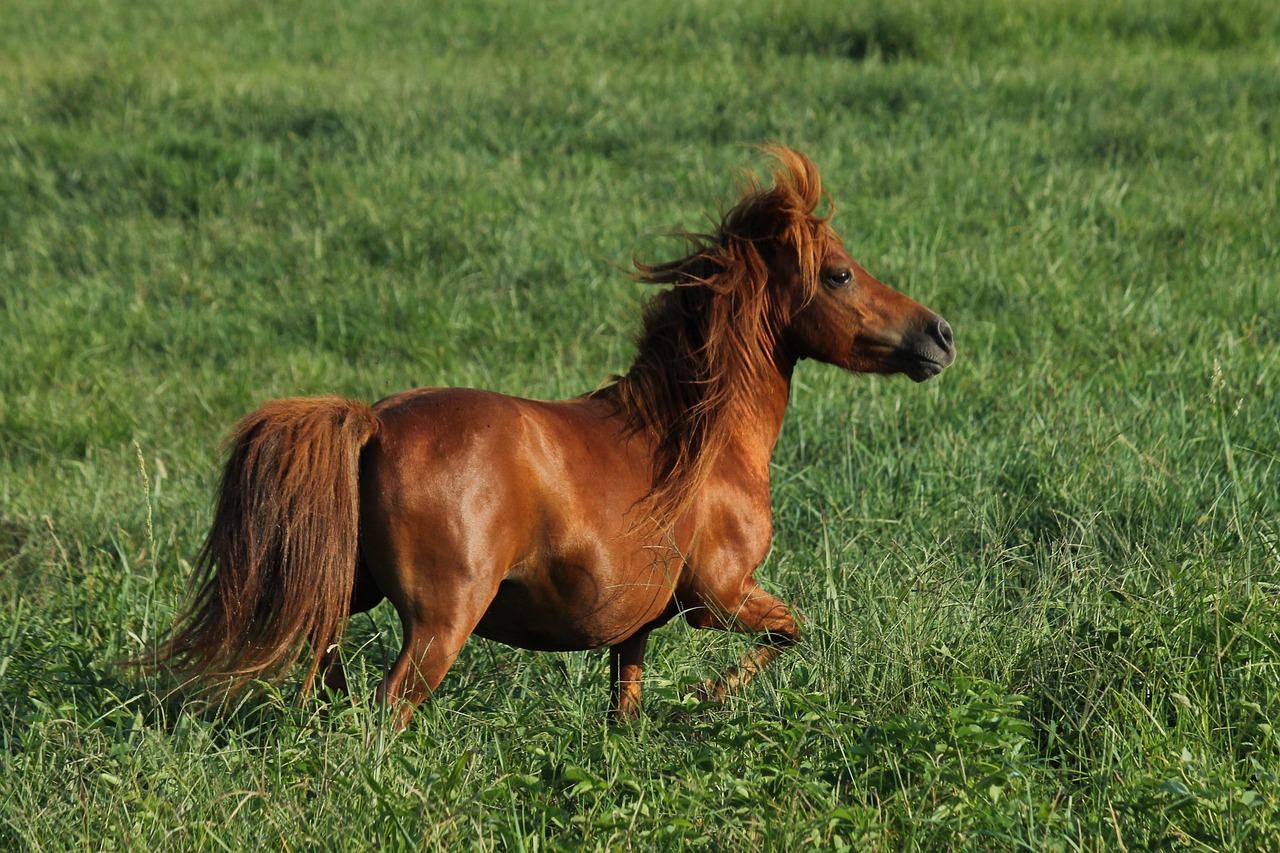 guide to mini horse care