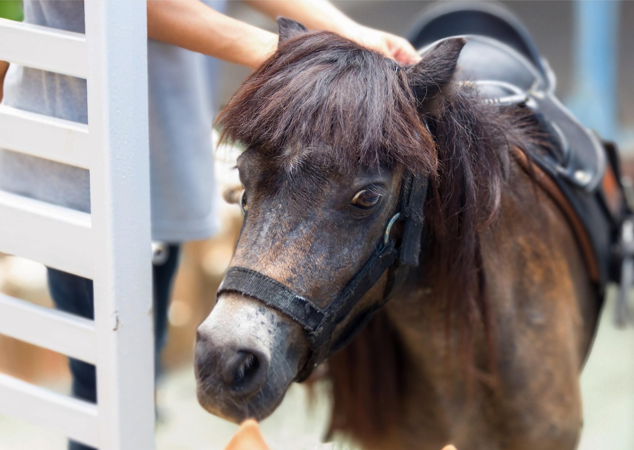 get started owning a mini horse